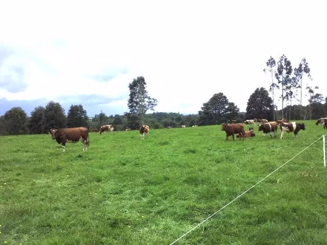 Campo agrícola-ganadero de 44 hás sector Los Muermos