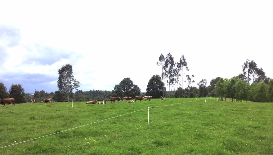 Campo agrícola-ganadero de 44 hás sector Los Muermos