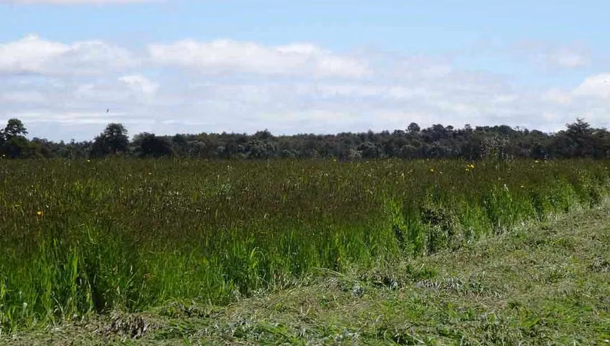 Campo agrícola-ganadero de 44 hás sector Los Muermos