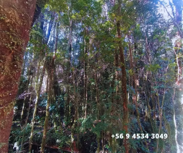 Se vende parcelas en la comuna de Chonchi, Chiloé
