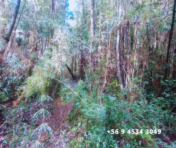 Se vende parcelas en la comuna de Chonchi, Chiloé