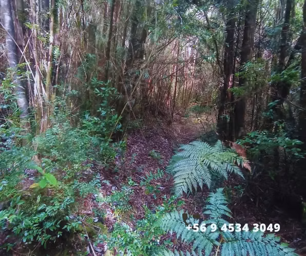 Se vende parcelas en la comuna de Chonchi, Chiloé