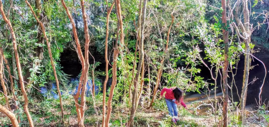 Parcela con estero camino a Lago Riñihue (119949)