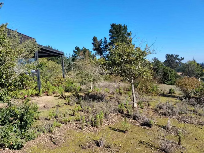 Algarrobo (120519) - Imagen 11