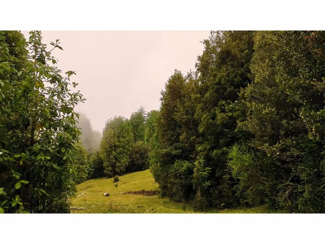 Proyecto en Verde BOSQUE DEL RIO – Puerto Varas