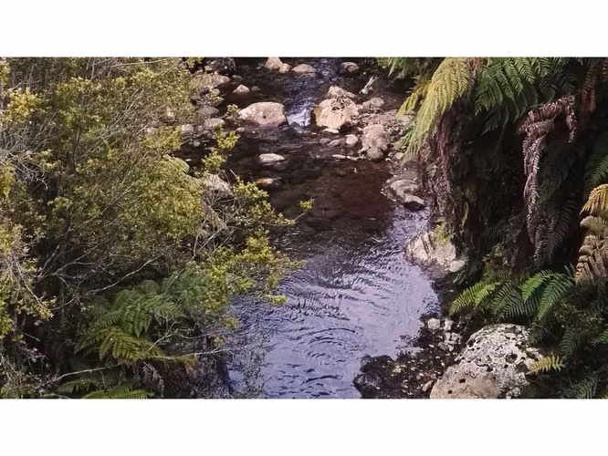 Proyecto en Verde BOSQUE DEL RIO – Puerto Varas