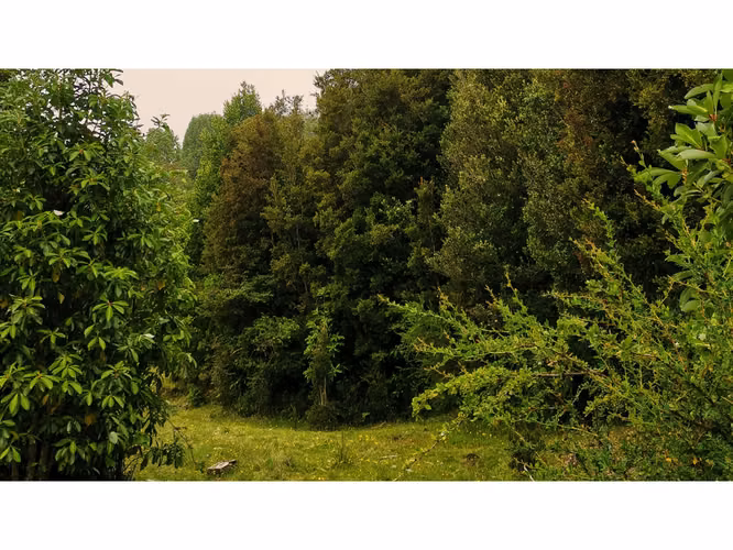 Proyecto en Verde BOSQUE DEL RIO – Puerto Varas