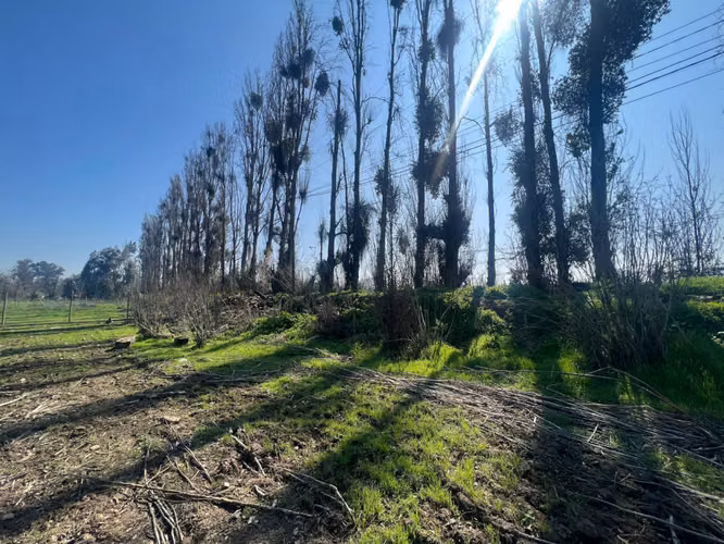 Venta Terreno 5.000 m2 - Talagante