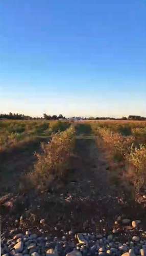 Parcelas Cam a Cato km 15 sector Capilla Cox  (117947) - Imagen 21