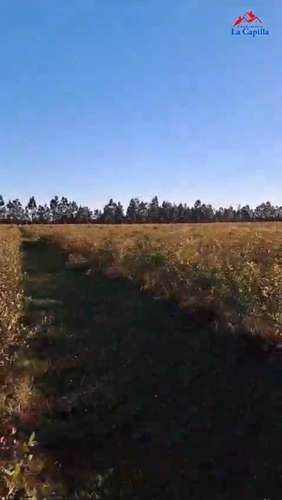 Parcelas Cam a Cato km 15 sector Capilla Cox  (117947) - Imagen 18