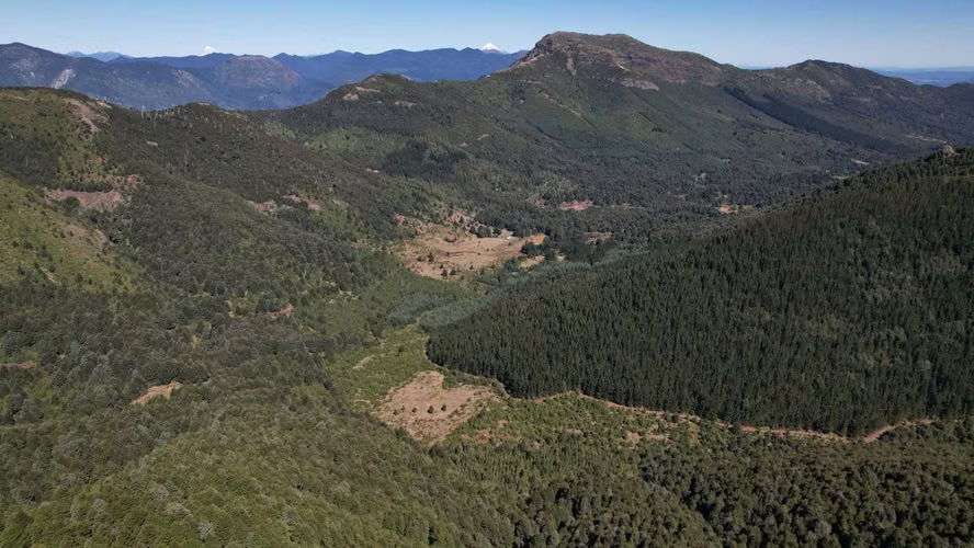 SE VENDE CAMPO DE 100 HECTÁREAS EN CUNCO (122752) - Imagen 7