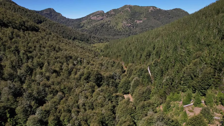 SE VENDE CAMPO DE 100 HECTÁREAS EN CUNCO (122752) - Imagen 10