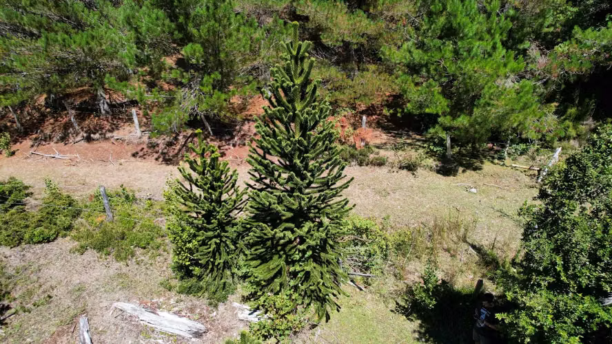 SE VENDE CAMPO DE 100 HECTÁREAS EN CUNCO (122752) - Imagen 5