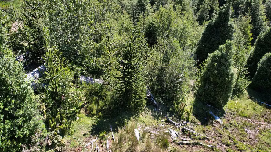SE VENDE CAMPO DE 100 HECTÁREAS EN CUNCO (122752) - Imagen 4