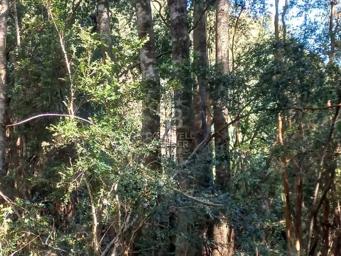 Se Vende Campo en Ralún - Imagen 12