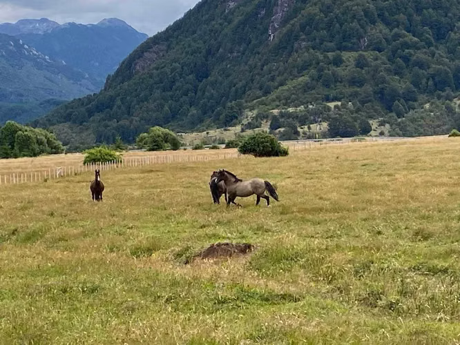 MAÑIHUALES A VILLA AMENGUAL (123639)