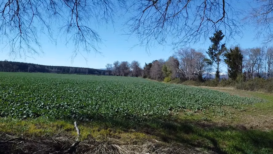 SE VENDE CAMPO EN SAN IGNACIO 19.35 HECTAREAS