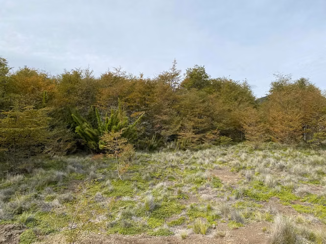 PARCELA 5000M2 EN LOTEO MALALCAHUELLO