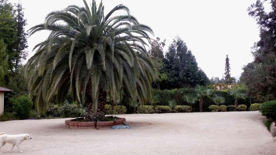 LINDA PARCELA CASA OJOS BUENOS-OLMUE (124874) - Imagen 20