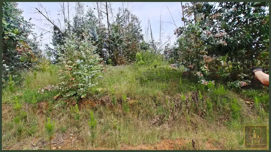 3 TERRENOS DE 15,5 ha., 5,65 Ha. y 10,1  (125708)