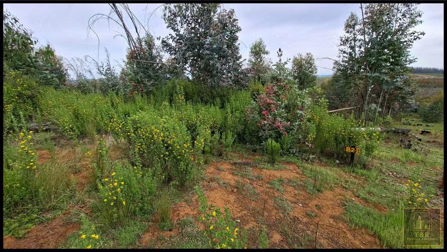 3 TERRENOS DE 15,5 ha., 5,65 Ha. y 10,1  (125708)