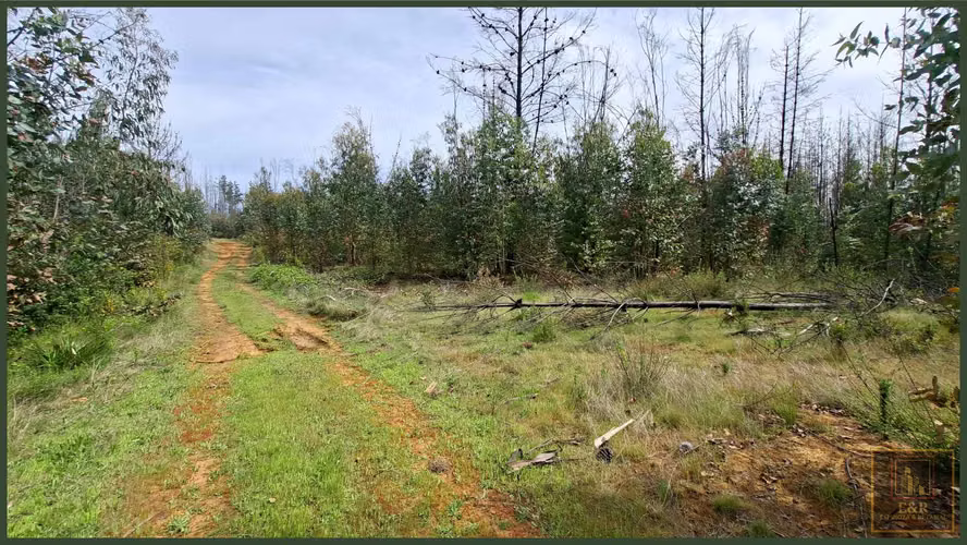 3 TERRENOS DE 15,5 ha., 5,65 Ha. y 10,1  (125708)