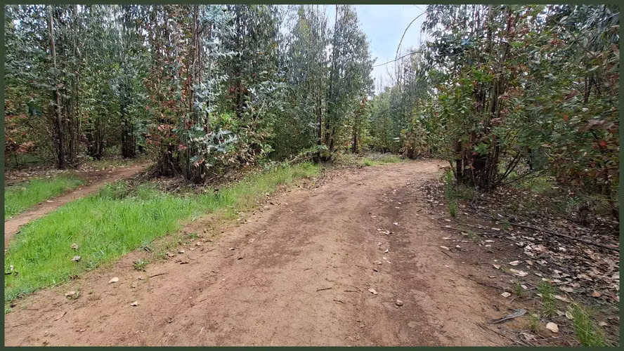 3 TERRENOS DE 15,5 ha., 5,65 Ha. y 10,1  (125708)