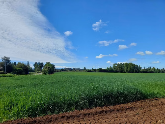 Venta de Parcelas en Perquenco 1 Ha