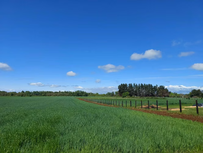 Venta de Parcelas en Perquenco 1 Ha