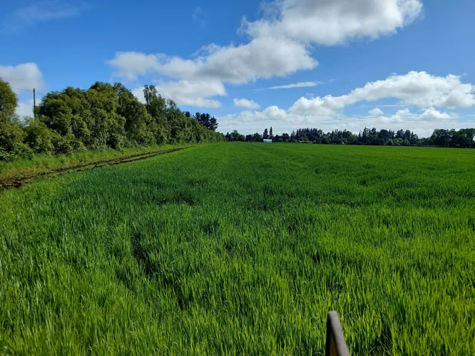 Venta de Parcelas en Perquenco 1 Ha