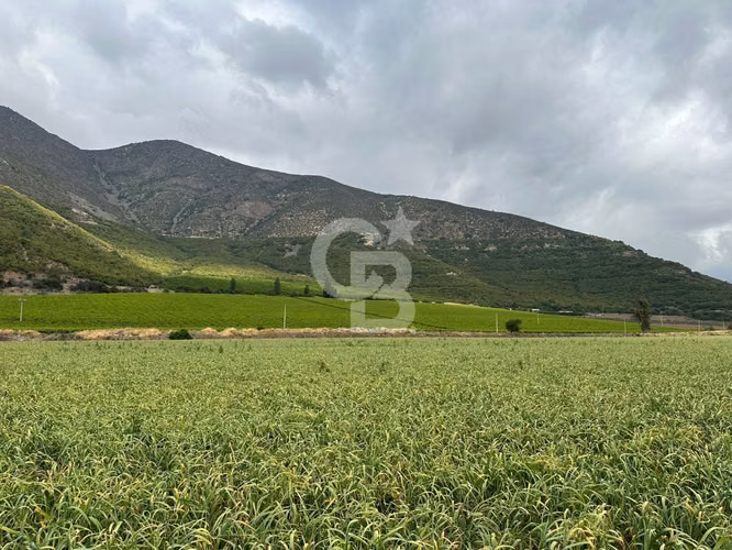 Campo Premium: Suelo Fértil, Agua, Galpones, Tranque