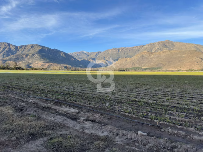 Campo Premium: Suelo Fértil, Agua, Galpones, Tranque