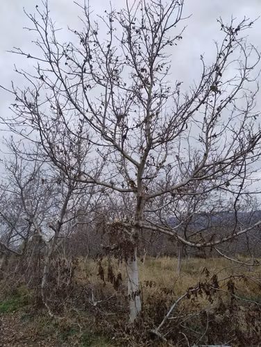 INVERSIÓN EN PUTAENDO! 6.5 Hectáreas Planas con Doble ROL