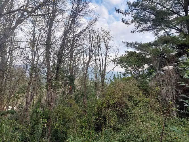 Parcela con arboles nativos en Colbun (128077) - Imagen 22