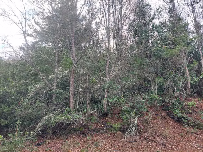 Parcela con arboles nativos en Colbun (128077) - Imagen 13