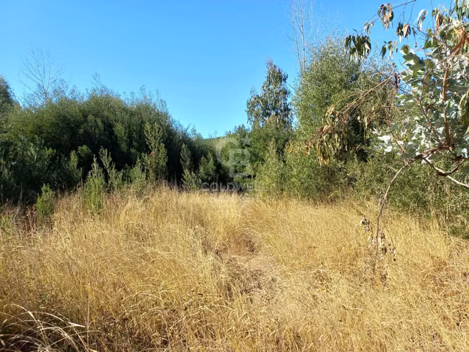 Parcelas agrícolas de 5.000 m² en Marchigüe