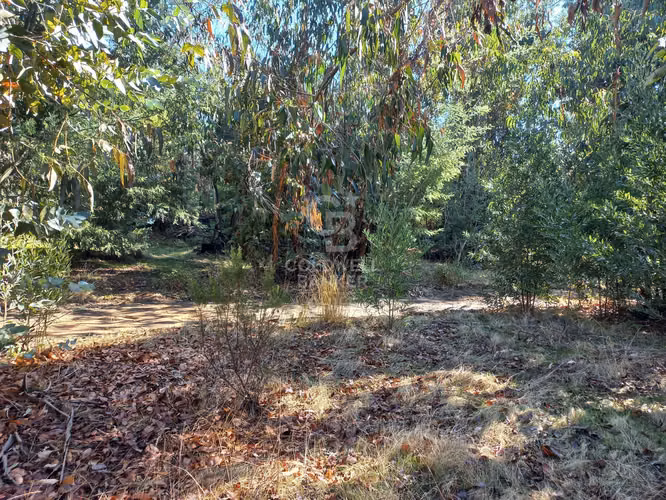 Parcelas agrícolas de 5.000 m² en Marchigüe