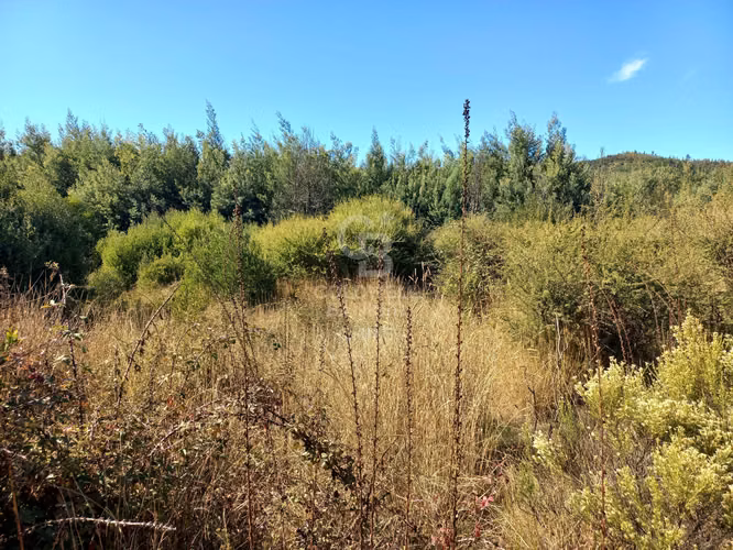 Parcelas agrícolas de 5.000 m² en Marchigüe