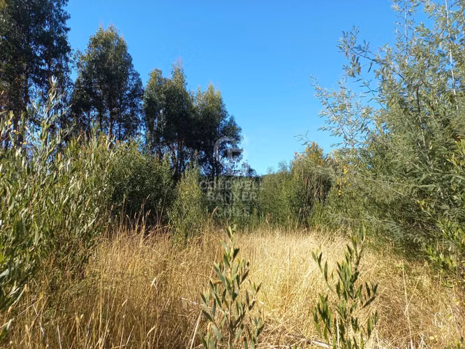 Parcelas agrícolas de 5.000 m² en Marchigüe