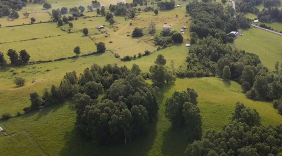 Parcela cerca de Rio Bueno y Lago Ranco (128412)