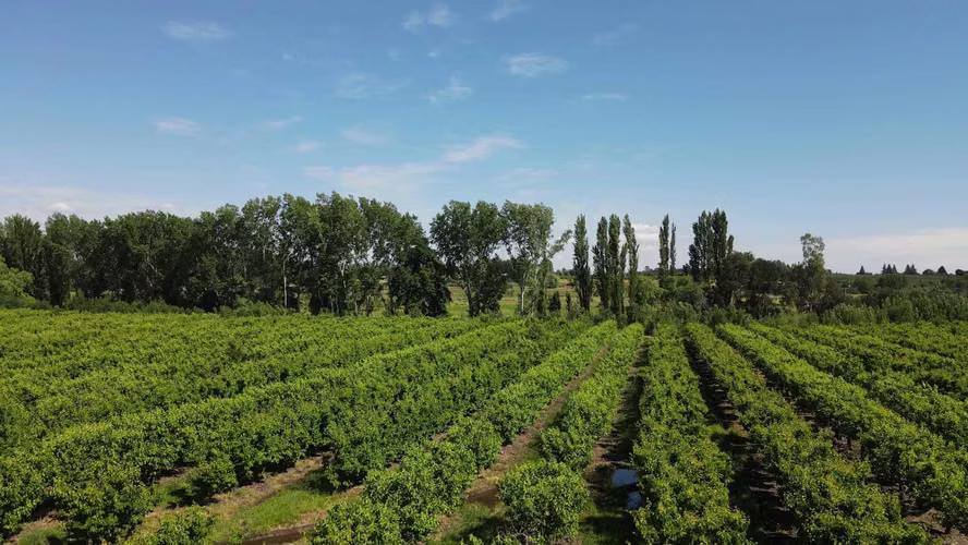 Parcelas a pocos minutos de Chillán  (129084)