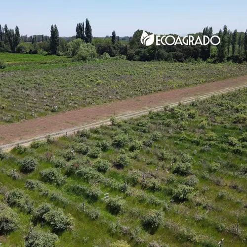 Parcelas en venta en Camino a Cato (129088)