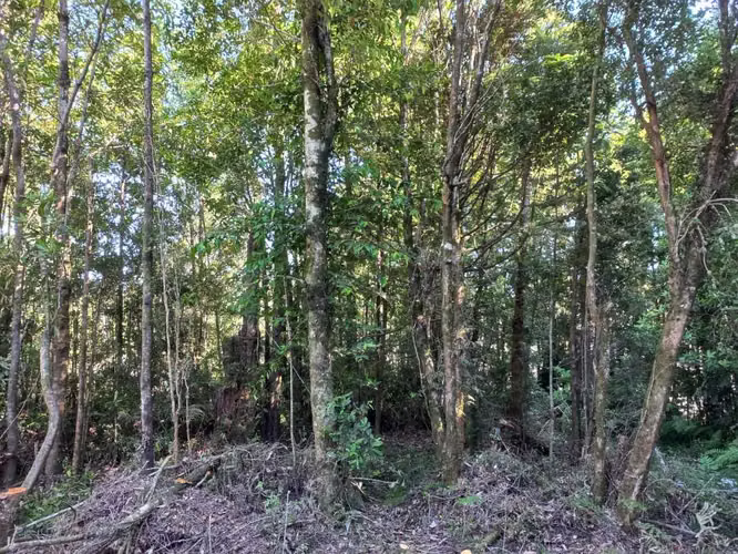 Parcela con Bosque Nativo, Condominio (129215)