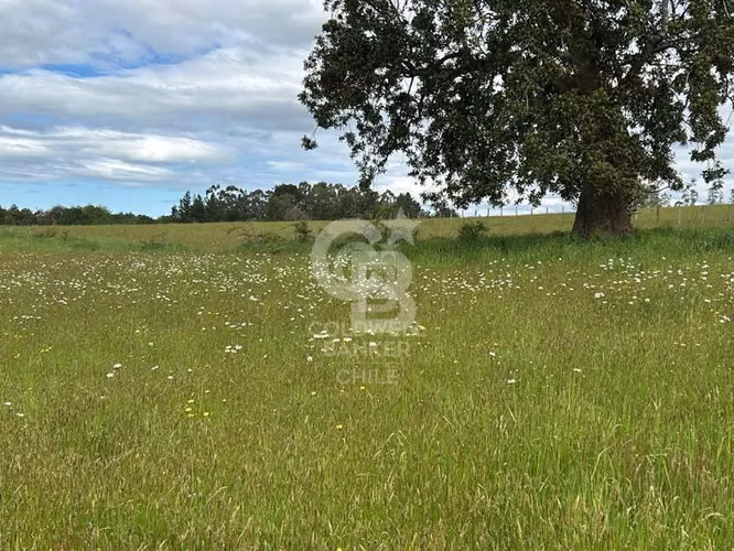 Campo 10,3 ha en Riachuelo