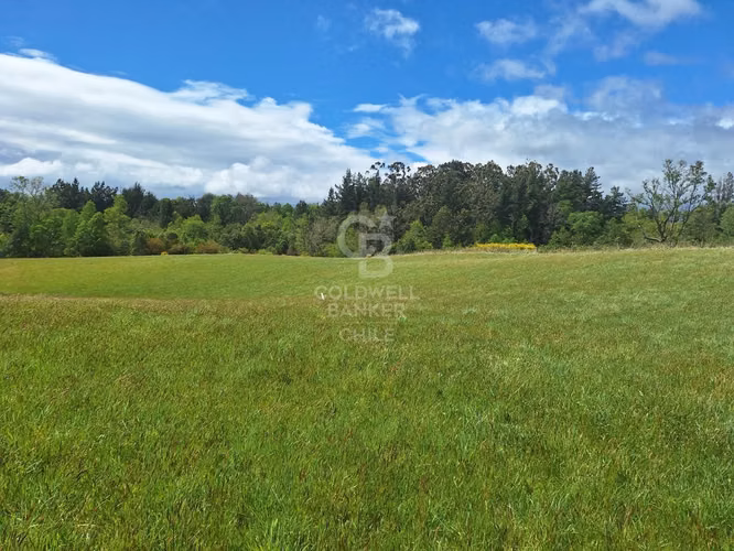 Campo en Venta: 10,300 ha en Localidad de Riachuelo