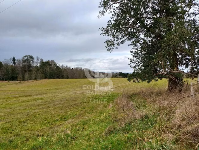 Campo 10,3 ha en Riachuelo