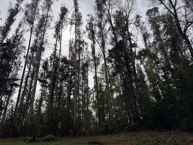 Agrícola en venta de 250ha ubicado en Villarrica Alto