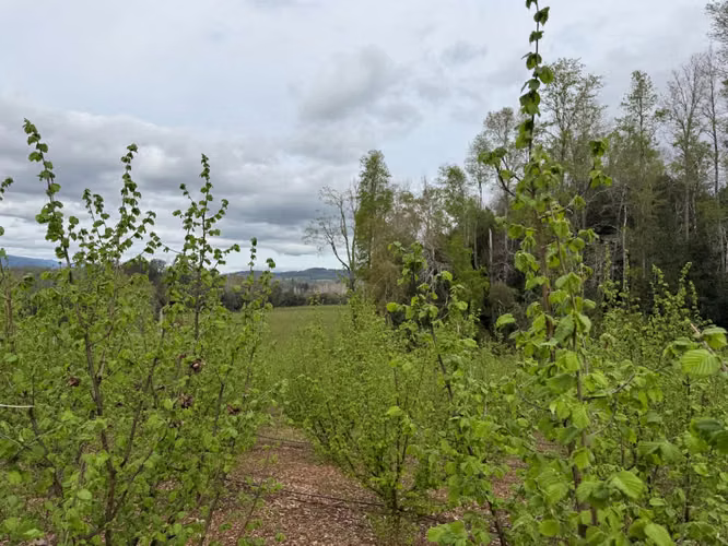 Agrícola en venta de 250ha ubicado en Villarrica Alto