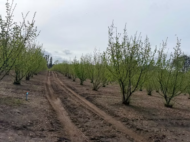 Agrícola en venta de 250ha ubicado en Villarrica Alto