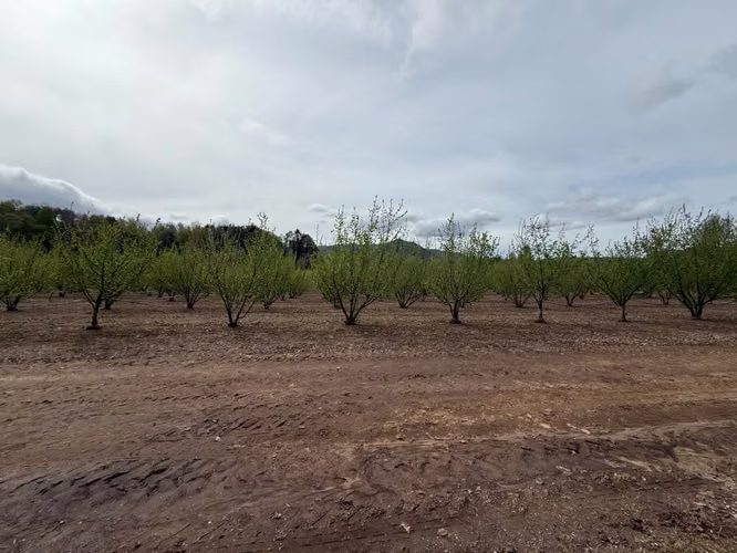 Agrícola en venta de 250ha ubicado en Villarrica Alto
